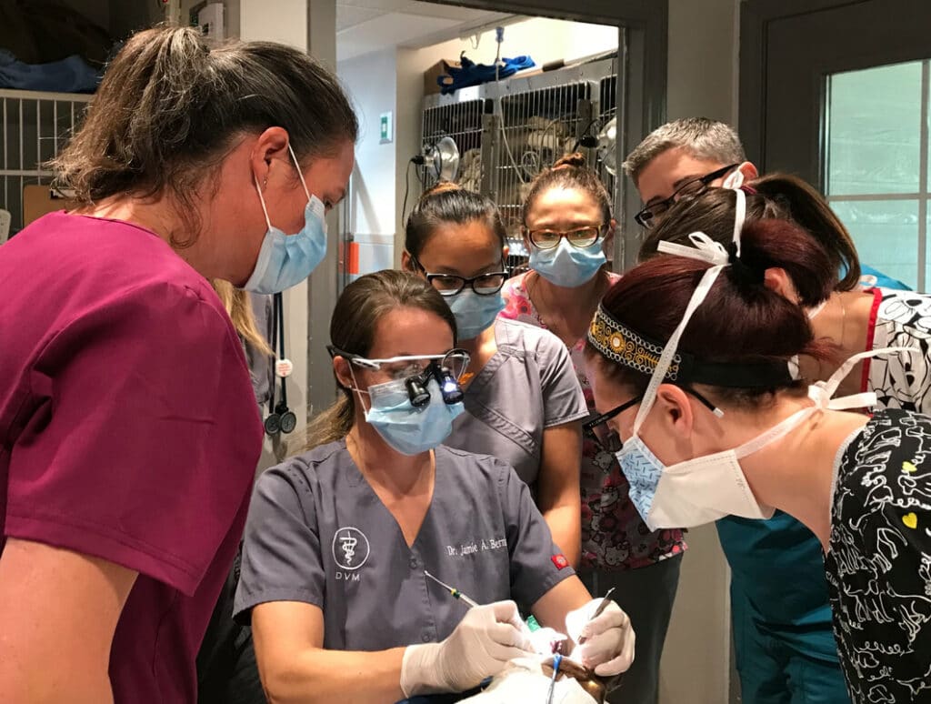 InClinic Training Veterinary Dentistry and Oral Surgery of Ohio