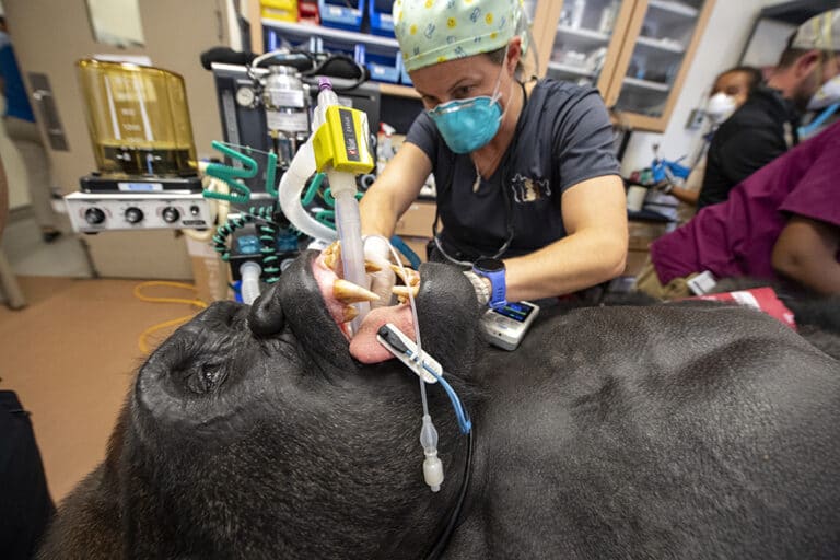 Zoo Dentist Dr. Jamie A. Berning DVM, DAVDC