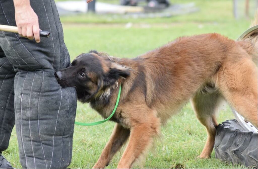 Working Dogs Dentist Ohio's Only BoardCertified Veterinarian