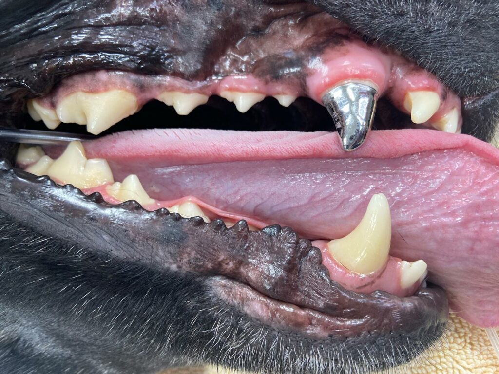 Pet Prosthodontics & Restorative Dentistry Veterinary Dentistry and