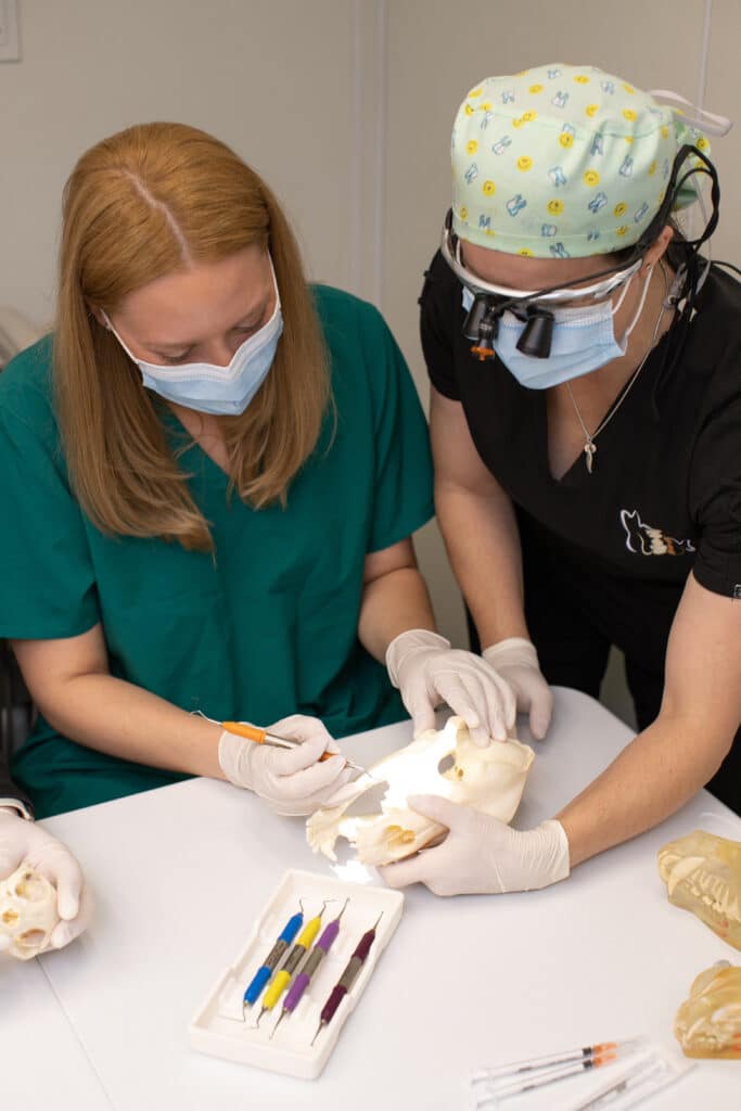 InClinic Training Veterinary Dentistry and Oral Surgery of Ohio