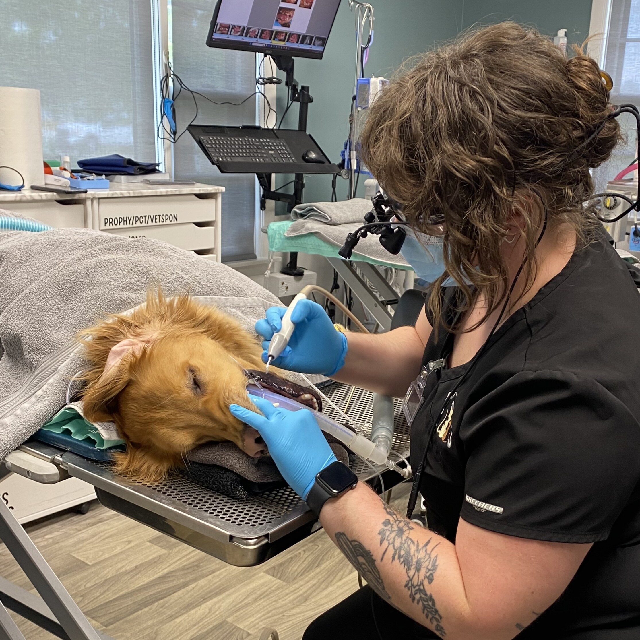 Benefits of Pet Teeth Cleaning